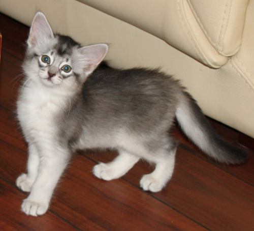 Alfonzino av Rubicon som kattunge