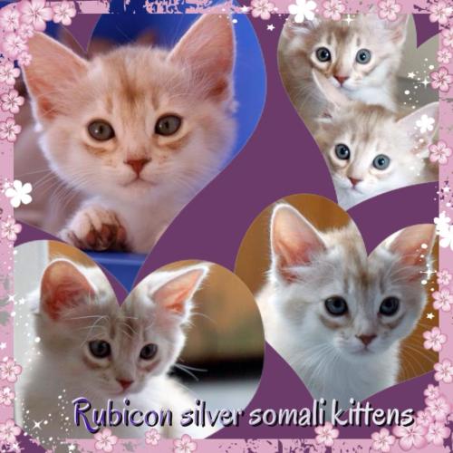 fra sølvkullet 2011