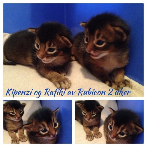 1186681_10151899993401171_345296425_n