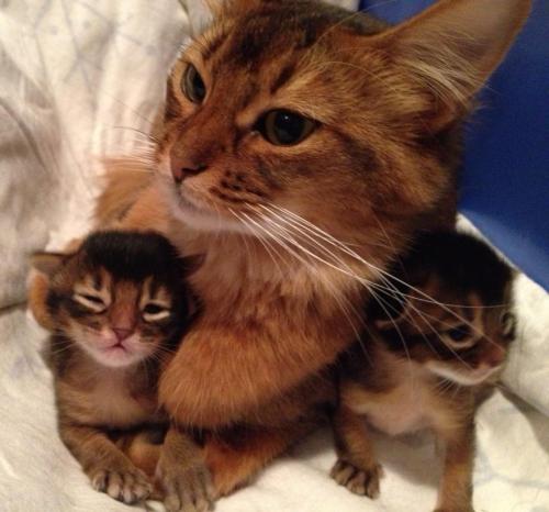 Ophelia med kattungene sine sept. 2013