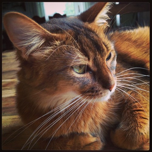 Ophelia rett før fødsel 2013