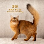 BIS Ungdyr Kategori 3