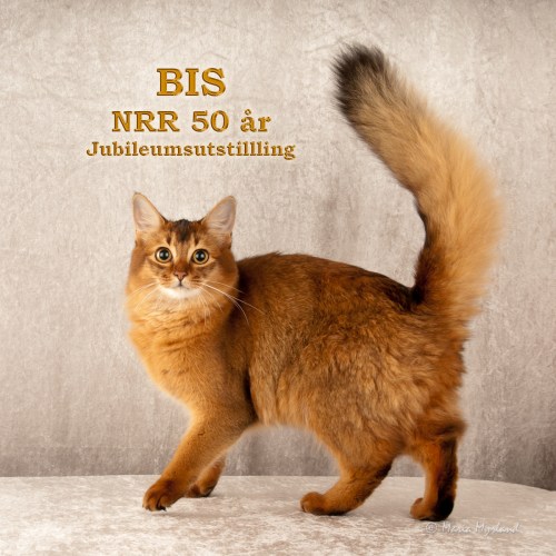 BIS Ungdyr Kategori 3