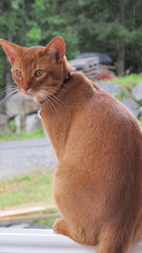 Amore Leone av Rubicon