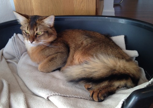 (N) Bèlèvè's Dragonfly, viltfarget somali