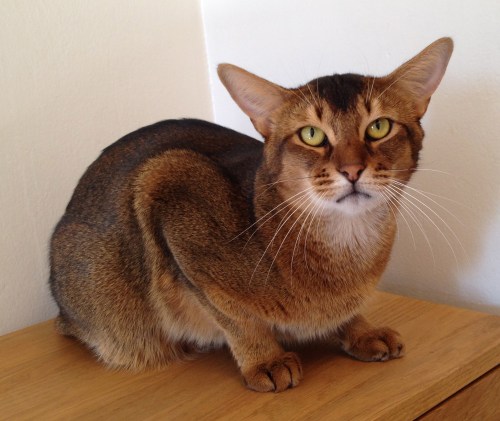 CH S*Helinka's Pegasus, viltfarget abyssiner variant