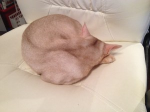 Leki bare sover og koser seg, gjemmer hun på noen små hemmligheter mon tro?