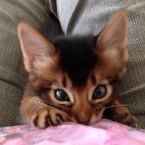 Kipenzi av Rubicon, viltfarget somali hann