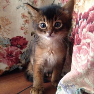 Rafiki av Rubicon, viltfarget somali hann