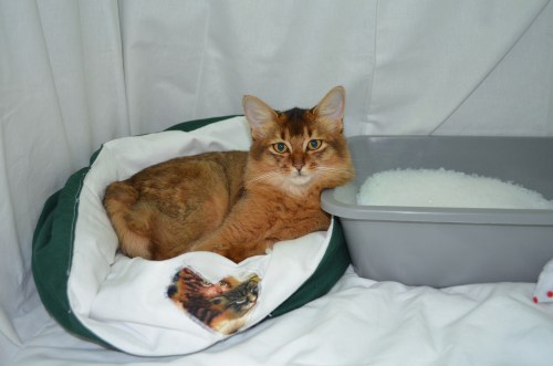 Janis debuterer på SØRAK. Foto Lene Trehjørningen