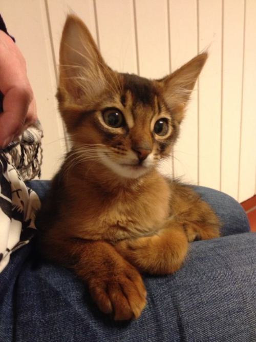 1012758_10152078282821171_1645639857_n