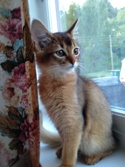 SE*Vesselkattens Janis Joplin