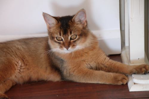 1077059_10151776679796171_2135146211_o