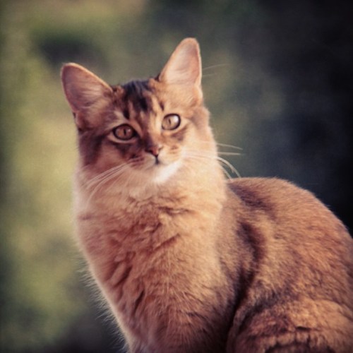 UNGDYR OG KOMMENDE AVLSHUNN: SE*Vesselkattens Janis Joplin, viltfarget somali. Hun har to Best-in-Show-titler som ungdyr og ble BIV og NOM på WWS 2013