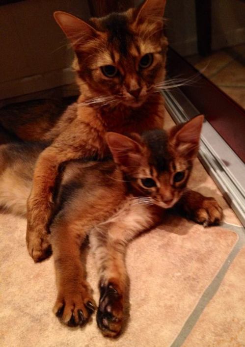 1425691_10152082374726171_1944027720_n