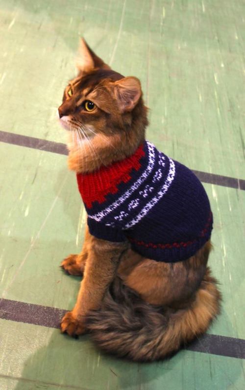 Fine Dragonfly med Marius-genser på Adelkattens juleutstilling 2013