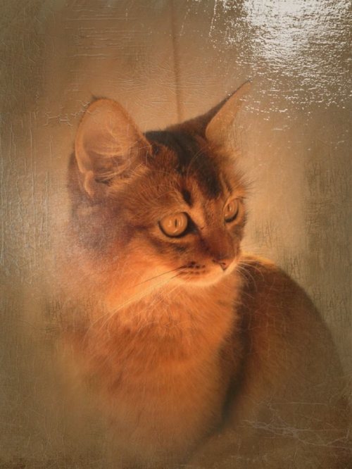 1538941_10152191227206171_626563225_n