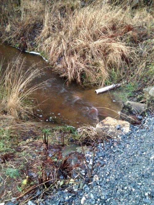 1545977_10152146948226171_137143141_n