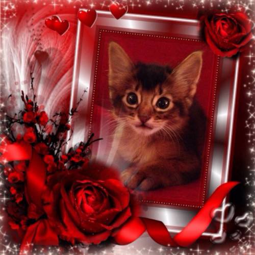 Kipenzi av Rubicon - Pow den II av Neskollen