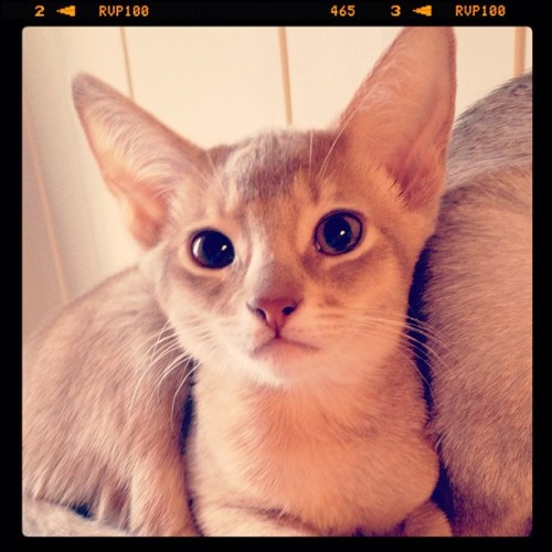 Arabella av Rubicon, ABY p