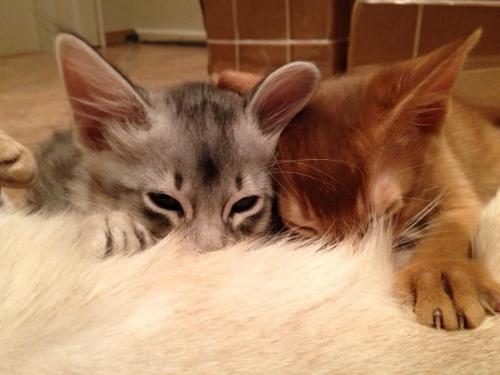 Alfonzino og Amore Leone av Rubicon