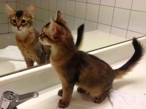 (N) Bèlèvè's Dragonfly