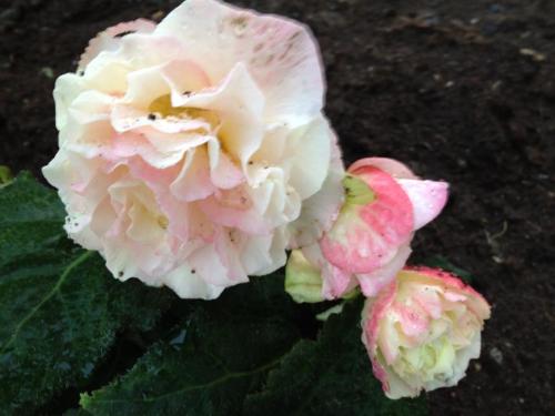 995436_10151777183616171_927251668_n