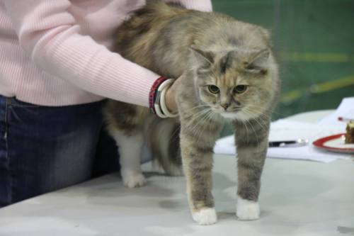 Sparking Karisma Calypso, sibirkatt. Oppdretter Lucia Palma, Italia, eier Helene Furevik.