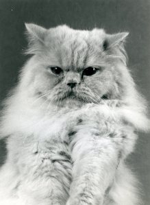 CH Nadja av Miklagaard, oppdretter Kari Haugsdal