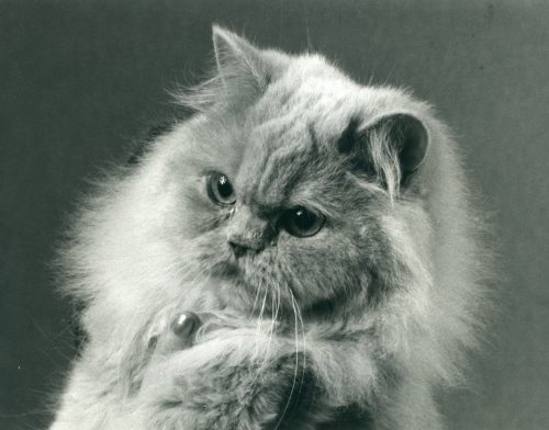 CH Nadja av Miklagaard foto fra 1980