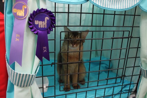 Dragonfly fikk da noen små sløyfer han også