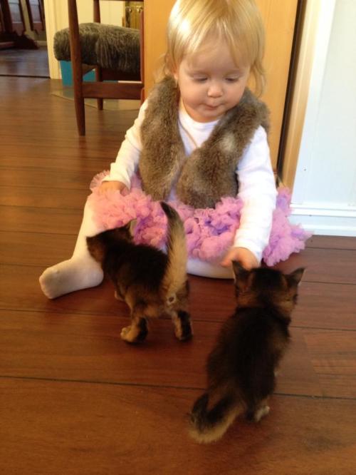 Maria og kattungene okt. 2013