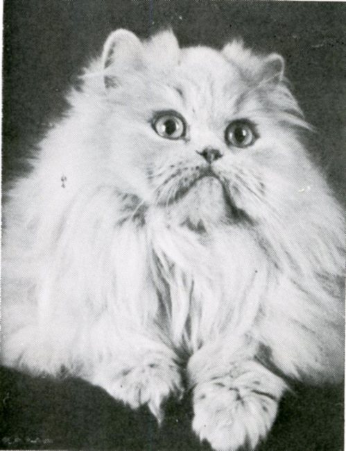 IC Nirvana av Miklagaard