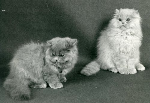 Sonadjas Cleo og Sonadjas Ino