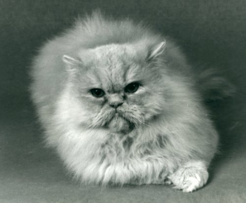 Sonadjas Ino, creme perserhann. Oppdretter Lill og Gunnar Falling