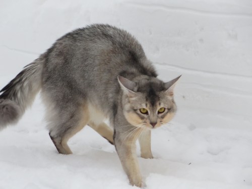Alfonzino av Rubicon, svartsølv somali, har viltfarget far og fawnsølv mor. Foto Lene Trehjørningen