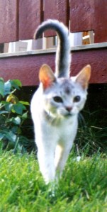 Diadoras Silver Sophia Loren, ABY ns