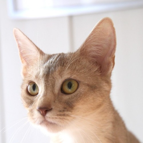 Wera av Rubicon, fawnsølv abyssinervariant