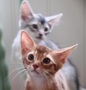 Sølv og bronse Amore leone og alfonzino mars 2013