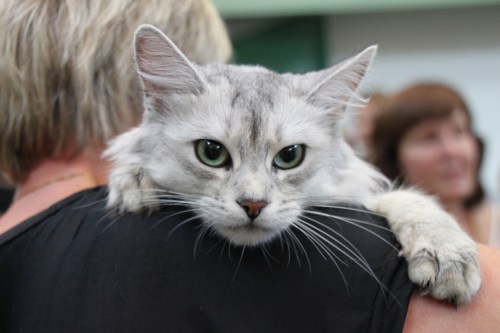 SC (N) Tingerling's Pernille