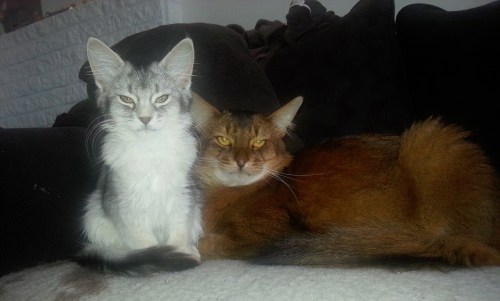 (N) Tingerling's Vendy, svartsølv somali, med sin far CH Pendragon av Revebo (N) JW, viltfarget somali. Foto Lilly Oversand Deildok