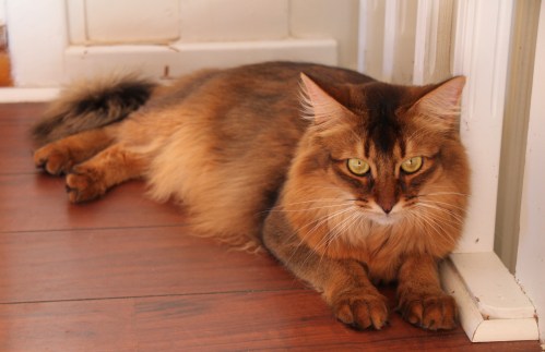 PR (N) Bélévé's Dragonfly