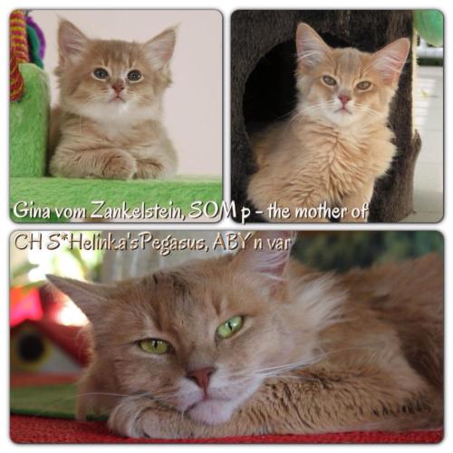 Gina vom Zankelstein