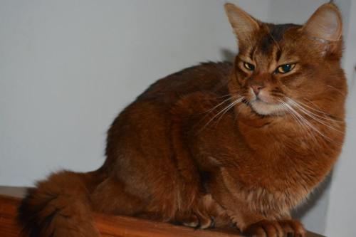 Makeda's Coco Chanel, datter til IC S*Helinka's Prime og CH Saïwa of Kumasasa. Eier og foto Gabriele Barthold