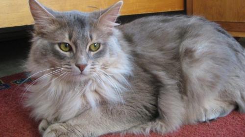 IC S*Helinka's Prime, blå somalihann. Eier og foto Gabriele Barthold