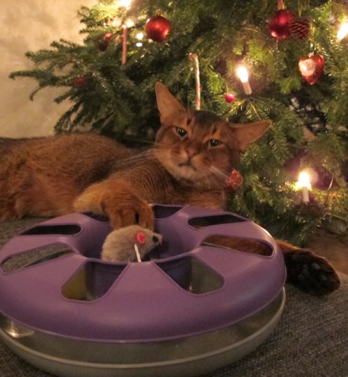 Pegasus julaften 2014