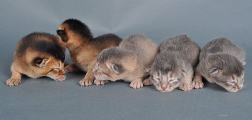 S*Helinka's P-kull født 21.07.2011. Oppdretter og foto Helena Sharifi