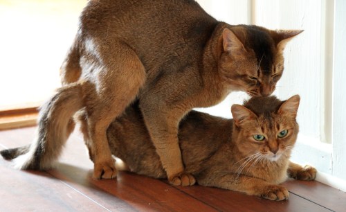 Pegasus parer CH Romantica av Rubicon (hun var dessverre infertil)