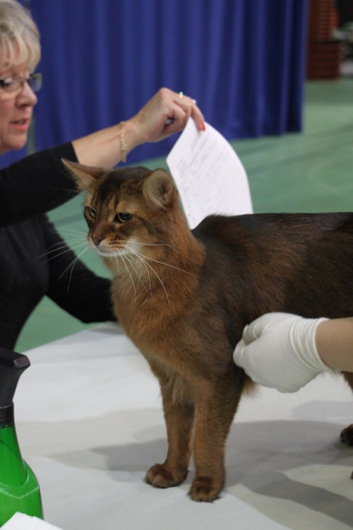 IP CH Pendragon av Revebo (N) JW, eier Lilly og Christian  Oversand Deildok