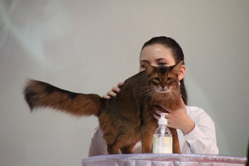 IP CH Pendragon av Revebo (N) JW ble NOM. Oppdretter Gøran Vinje, eier Lilly og Christian Oversand Deildok.